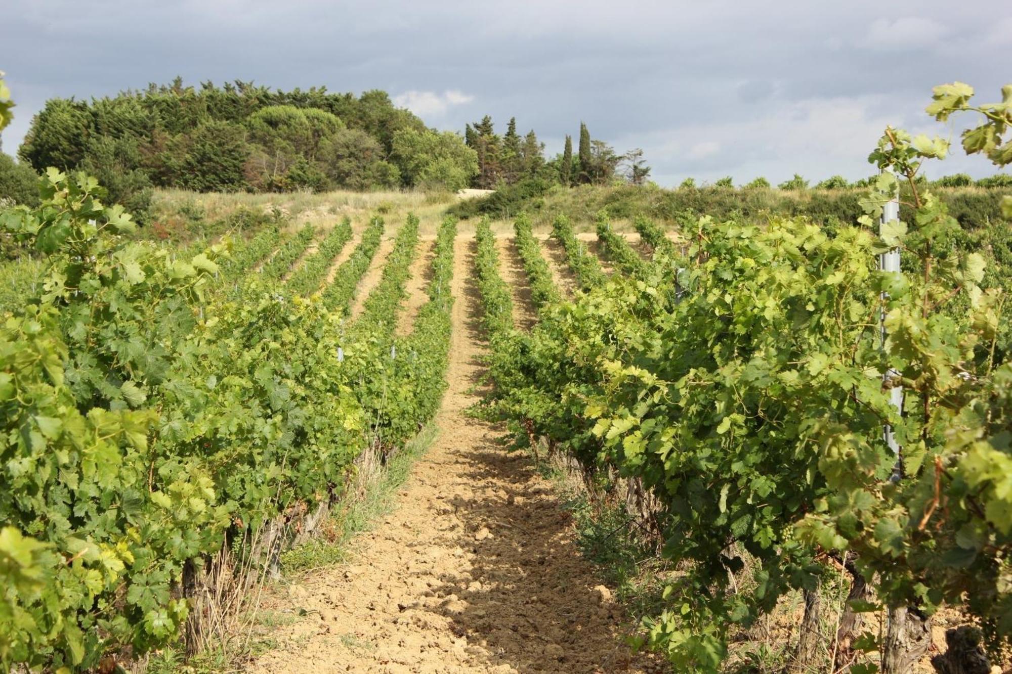 O'Vineyards B&B Carcassonne Villemoustaussou Exterior foto