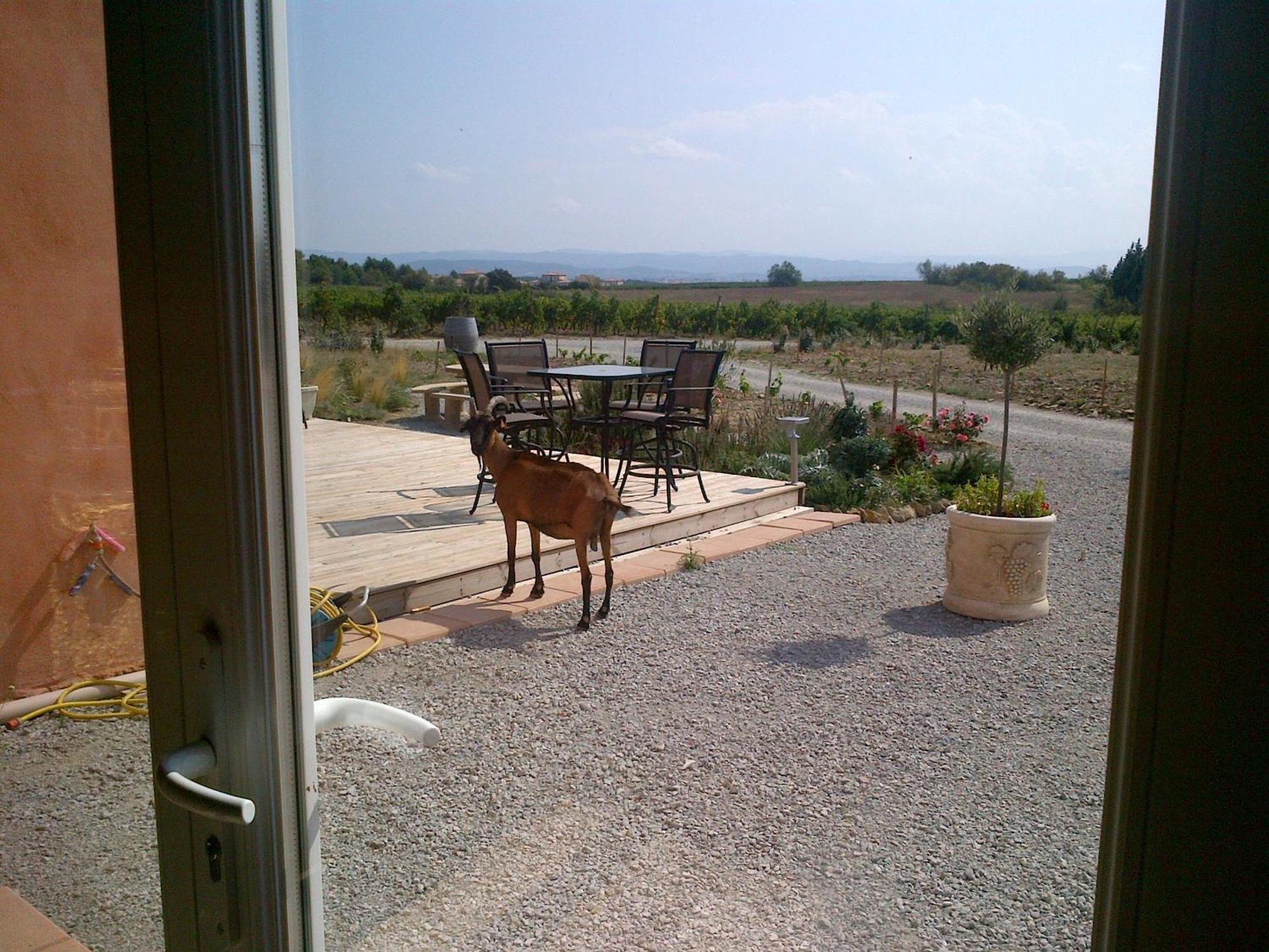 O'Vineyards B&B Carcassonne Villemoustaussou Exterior foto